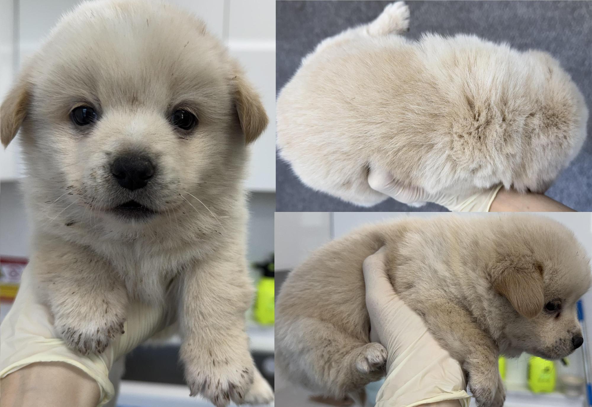 서산시 동물보호센터_444453202501381